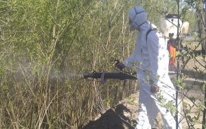 Szúnyogok és patkányokon támadás, egy hetilap - tükör (megelőzése kitörésének polgárainak) A szúnyogok és a patkányok támadás, egy hetilap - Tükör