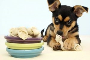 Etetés kutya és az alapvető szabályokat a diéta
