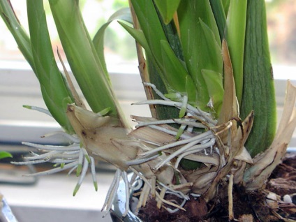 Orchid gyökerek rothadás, száraz - mit tegyünk újraélesztés gyökerei orchideák