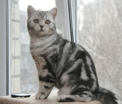 Skót rövidszőrű macska