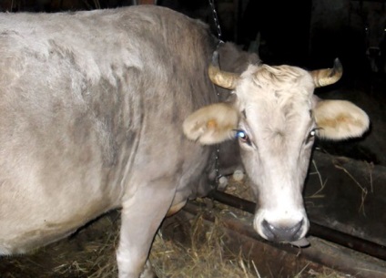 Kosztroma szarvasmarha fajta - az emberi méltóság és leírás képekkel (tehén) Kosztroma tehénféle - az emberi méltóság és leírás képekkel