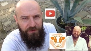 Kosztroma fajta tehenek fotó, leírás (tehén) Kosztroma fajta tehenek fotó, jellemzők