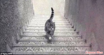 Cat lépcsőn - Home Moms