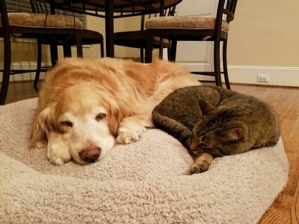 Ivory támogatja testvér-dog, aki csak volt egy művelet, és az ideiglenes tartózkodási