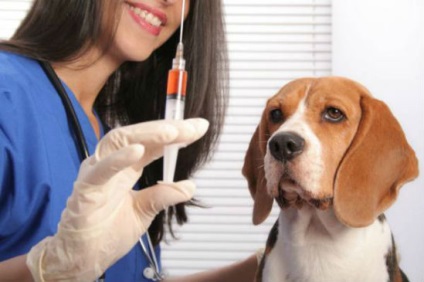 Kezelése kutya parainfluenza - okainak és a kezelés