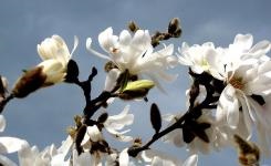 Magnolia (virág) - bemutató, termesztés, fotó (Magnolia) Magnolia (virág) - bemutató, termesztés, fotó