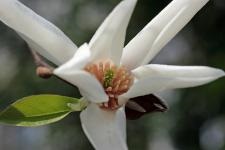 Magnolia (virág) - bemutató, termesztés, fotók (több mint húsz millió) Magnolia (virág) - bemutató, termesztés, fotó