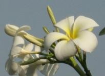 Magnolia (virág) - bemutató, termesztés, fotó (kép) Magnolia (virág) - bemutató, termesztés, fotó