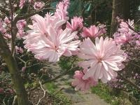 Magnolia (virág) - bemutató, termesztés, fotó (kép) Magnolia (virág) - bemutató, termesztés, fotó