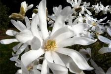 Magnolia (virág) - bemutató, termesztés, fotó (kép) Magnolia (virág) - bemutató, termesztés, fotó