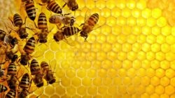 Meg lehet elrontani mézet és milyen feltételek mellett