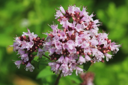 A hagyományos receptek oregano