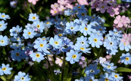 Alpine nefelejcs - növekvő magról ellátást egy nyílt terepen (mag) Alpine nefelejcs - növekvő magról érdekel a nyílt terepen