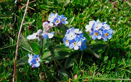 Alpine nefelejcs - növekvő magról ellátás a nyílt területen (nefelejcs) Alpine nefelejcs - növekvő magról érdekel a nyílt terepen