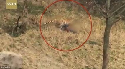 Developments - egy kínai állatkert tigris megtámadta egy ember - fotók, videók, hírek