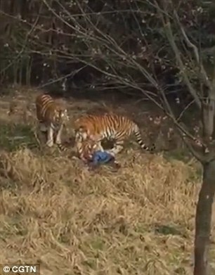 Developments - egy kínai állatkert tigris megtámadta egy ember - fotók, videók, hírek