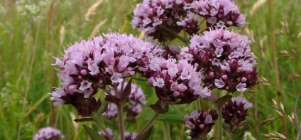 Origanum vulgáris - Gyógy Properties and Applications