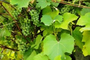 Edzett leveleket a szőlő tud csinálni, és miért