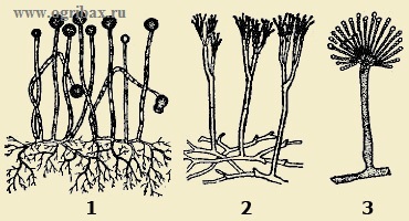 Általános jellemzői gombák
