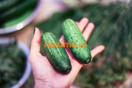 Uborka savanyúság télen, mint a dob - a recept előforma fényképpel (sós) Uborka sós télen, mint a dob - egy recept üres fotó