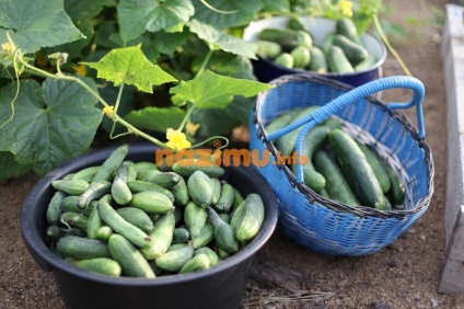 Uborka savanyúság télen, mint a dob - a recept előforma fényképpel (dob) Uborka sós télen, mint a dob - egy recept üres fotó