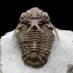 Paleozoikus, paleozoós (Paleozoikum) Paleozoikum Era, paleozoikum
