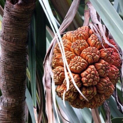 Pandanus otthon fotó pálmafák, gondoskodás