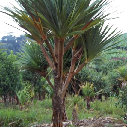 Pandanus otthon fotó pálmafák, gondoskodás