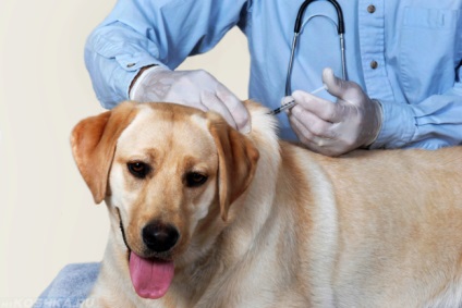 Parainfluenza kutyák tünetei, a kezelés