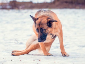 Чому відмовляють задні лапи у собаки і що робити