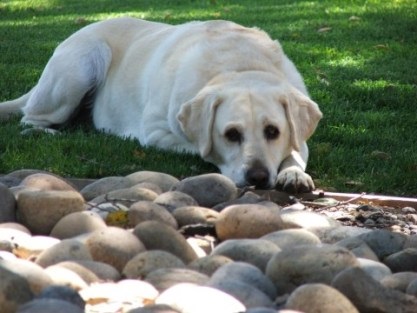 Miért kutya eszik kőzetek