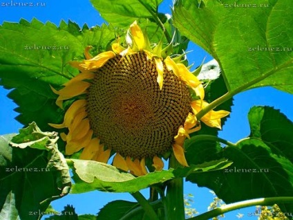 Sunflower, hogy mint igen, a kert és gyümölcsös