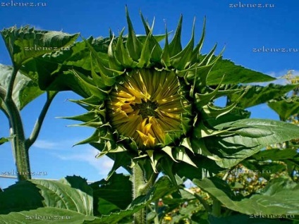 Sunflower, hogy mint igen, a kert és gyümölcsös