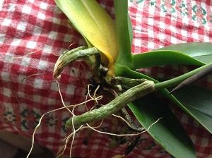 Segítség orchidea eltűnik, a fénykép - orchidea - Forum (fotó) Segítség orchidea eltűnik, a fénykép - orchidea - Forum
