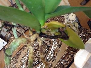 Segítség orchidea eltűnik, a fénykép - orchidea - Forum