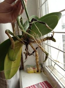 Segítség orchidea eltűnik, a fénykép - orchidea - Forum (fotó) Segítség orchidea eltűnik a fotó - orchidea - Forum