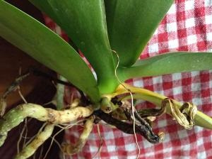 Segítség orchidea eltűnik, a fénykép - orchidea - Forum