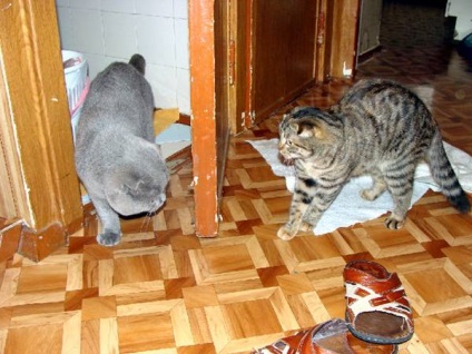 A viselkedés a macska a saját területén, a harc a címkék kasztrálás macskák, macska vizelet, viselkedés