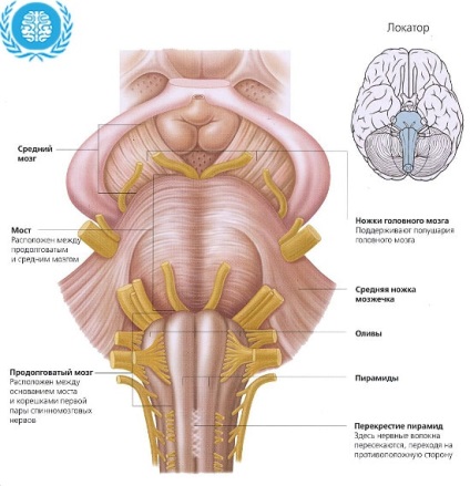 Medulla (medulla) nyúltvelő