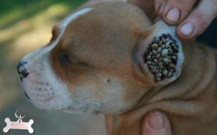 Megelőzése piroplazmózisra a kutyák nem tűri a fertőzés