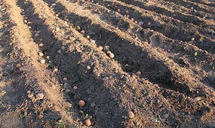 Öt hatékony módja az ültetés burgonya