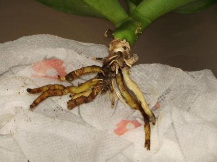 Mondja el nekünk, hogyan kell újraéleszteni egy orchidea hervadás levelek és gyökerek a halál