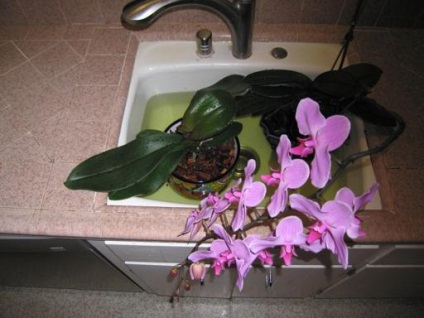 Mondja el nekünk, hogyan kell újraéleszteni egy orchidea hervadás levelek és gyökerek a halál