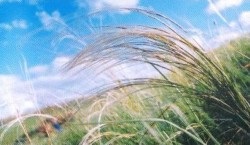 A növények (tartomány árvalányhaj-csenkesz steppe) növényi világ
