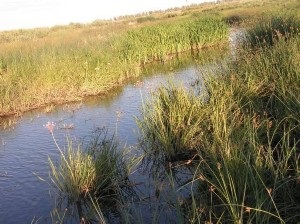 A növények (tartomány árvalányhaj-csenkesz steppe) növényi világ