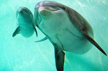 Sokszorosítása delfinek, hogy kialakult egy delfin, delfin születés, a születés delfinek, delfin utódok