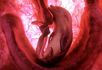 Sokszorosítása delfinek, hogy kialakult egy delfin, delfin születés, a születés delfinek, delfin utódok