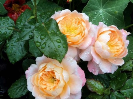 Szaporítás dugványozással rózsa tavasszal otthon terjedésének jellemzőit, valamint akkor, amikor a növény
