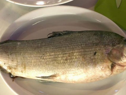 Észak-hal fehérhúsú - fotók, ahol él, hogyan kell elkapni, és főzzük (fogás) is Észak-hal fehérhúsú - fotók, ahol él, hogyan kell elkapni, és mit főzzön belőle