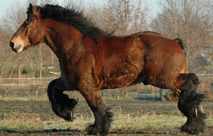 Top 10 legerősebb nagy teherbírású lófajta lovak (lovak, nagy teherbírású) Top 10 legerősebb nagy teherbírású lófajta lovak